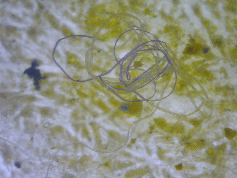 Microplastic fibres in the marine environment