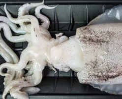 Is squid protein the answer to the plastic waste problem?