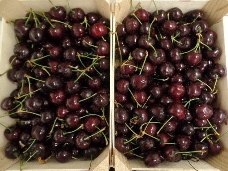 NanoPack’s antimicrobial film increases shelf life of fresh cherries