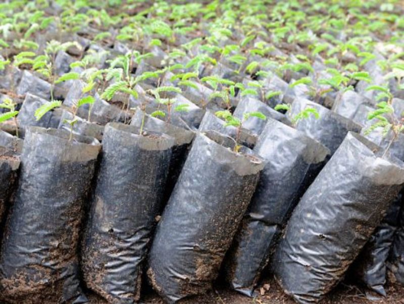 TerraVerdae secures funding to bolster bioplastics development capacity