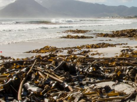 The growing potential of seaweed fibres The growing potential of seaweed fibres