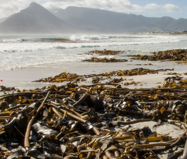The growing potential of seaweed fibres