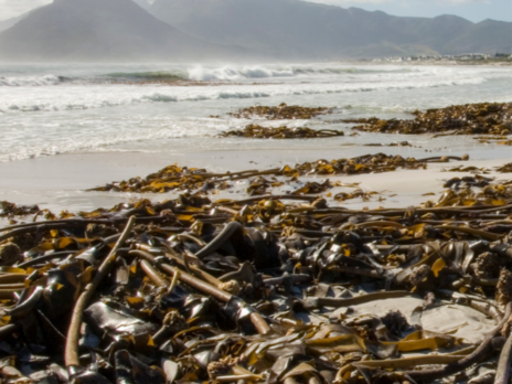 The growing potential of seaweed fibres
