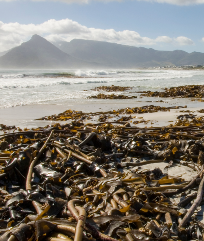 seaweed fibres
